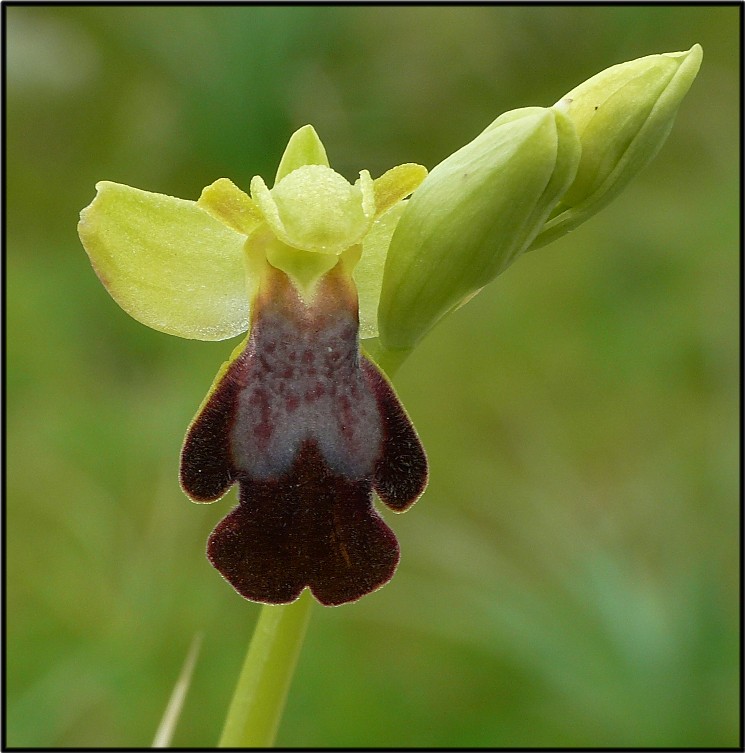 Ophrys sipontensis